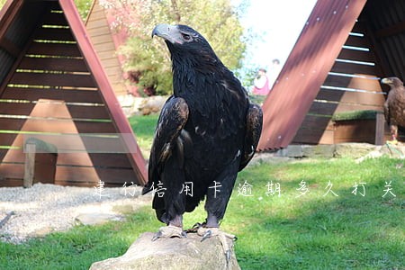 建行信用卡逾期多久打关联人 建行信用卡逾期多久打关联人