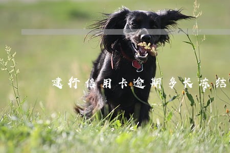建行信用卡逾期多长冻结 建行信用卡逾期多长冻结