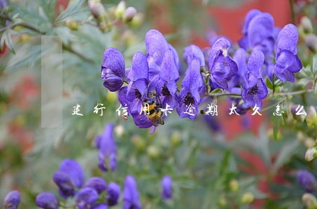 建行信用卡逾期太久怎么协商减免