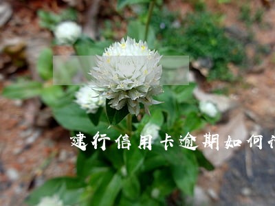 建行信用卡逾期如何计算费用