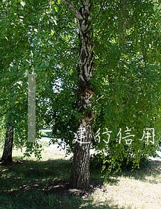 建行信用卡逾期巳还清