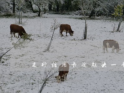 建行信用卡逾期快一年了