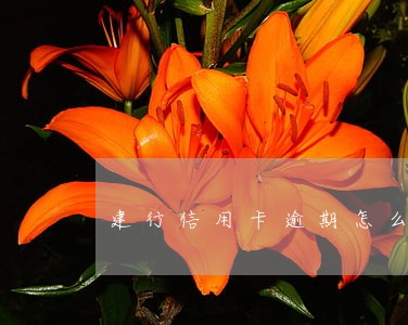 建行信用卡逾期怎么协商减免 建行信用卡逾期怎么协商减免
