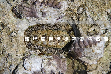建行信用卡逾期怎么查流水 建行信用卡逾期怎么查流水