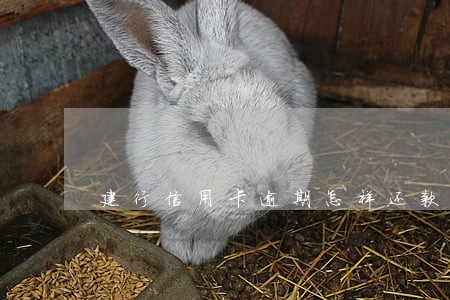 建行信用卡逾期怎样还款 建行信用卡逾期怎样还款