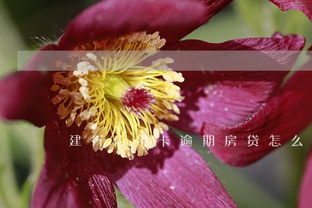 建行信用卡逾期房贷怎么还 建行信用卡逾期房贷怎么还