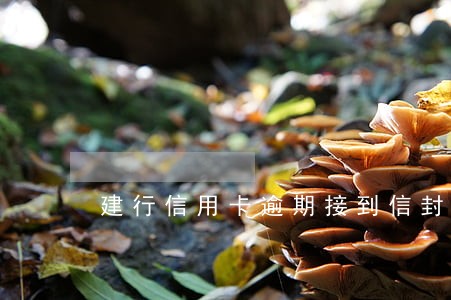 建行信用卡逾期接到信封 建行信用卡逾期接到信封