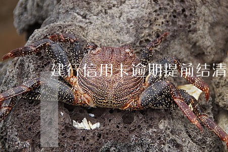建行信用卡逾期提前结清房贷 建行信用卡逾期提前结清房贷