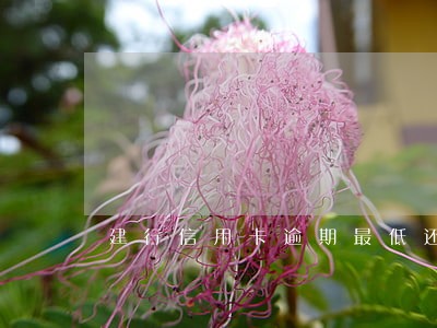 建行信用卡逾期最低还款还能用吗