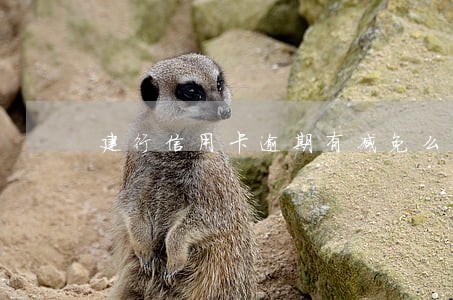 建行信用卡逾期有减免么 建行信用卡逾期有减免么