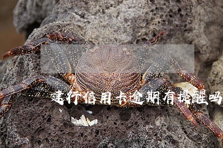 建行信用卡逾期有提醒吗