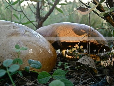 建行信用卡逾期申请减免结清 建行信用卡逾期申请减免结清
