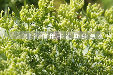 建行信用卡逾期的怎么分期 建行信用卡逾期的怎么分期