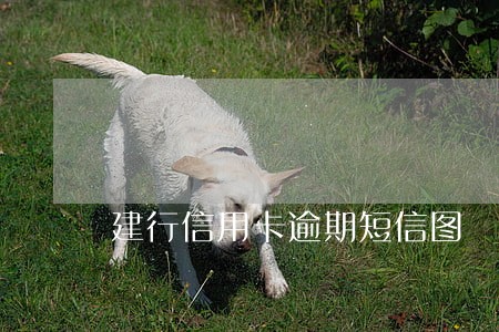 建行信用卡逾期短信图