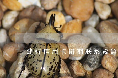建行信用卡逾期联系紧急联系人 建行信用卡逾期联系紧急联系人
