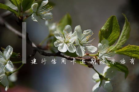 建行信用卡逾期被冻结有什么后果 建行信用卡逾期被冻结有什么后果