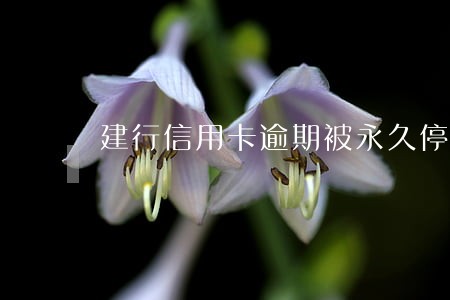 建行信用卡逾期被永久停用 建行信用卡逾期被永久停用