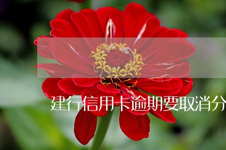 建行信用卡逾期要取消分期吗 建行信用卡逾期要取消分期吗