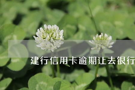 建行信用卡逾期让去银行签字 建行信用卡逾期让去银行签字