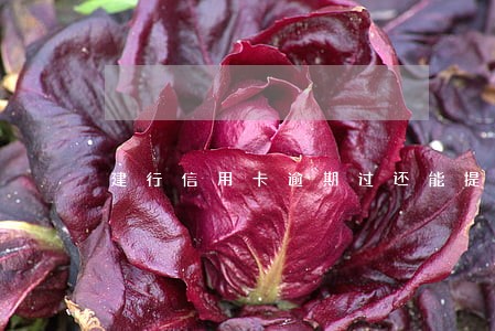 建行信用卡逾期过还能提额吗