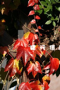 建行信用卡逾期销卡再恢复