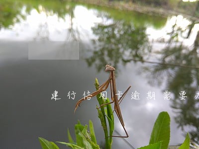 建行信用卡逾期需要办银行卡吗 建行信用卡逾期需要办银行卡吗
