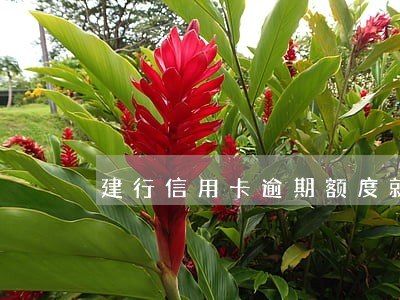 建行信用卡逾期额度就没有了 建行信用卡逾期额度就没有了