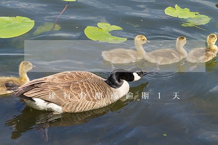 建行分期通逾期1天 建行分期通逾期1天