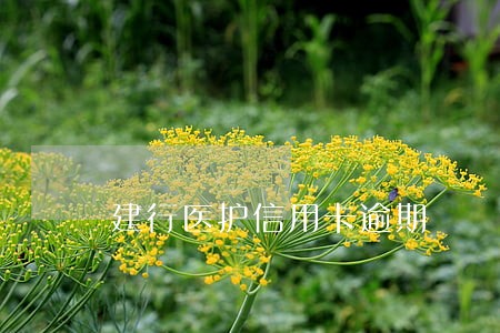 建行医护信用卡逾期 建行医护信用卡逾期