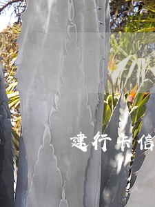 建行卡信用卡逾期半年 建行卡信用卡逾期半年