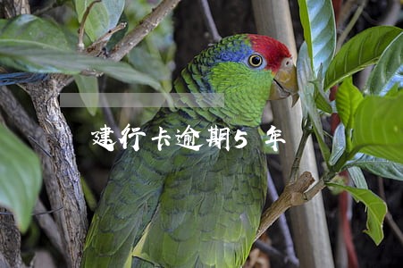 建行卡逾期5年 建行卡逾期5年