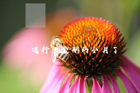 建行卡逾期两个月了