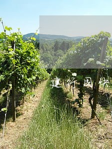 建行因快贷逾期冻结信用卡
