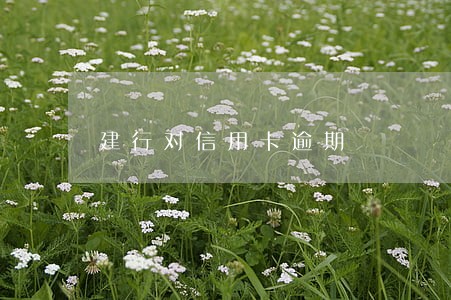 建行对信用卡逾期 建行对信用卡逾期