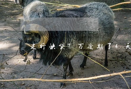 建行快贷7万逾期了4天罚息多少 建行快贷7万逾期了4天罚息多少