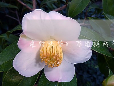 建行快贷8万逾期两年 建行快贷8万逾期两年