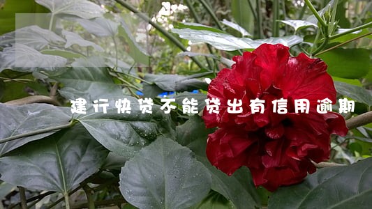 建行快贷不能贷出有信用逾期 建行快贷不能贷出有信用逾期
