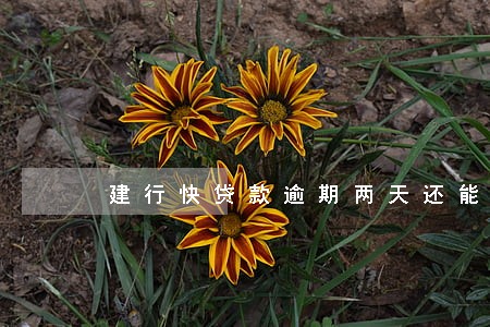 建行快贷款逾期两天还能借吗 建行快贷款逾期两天还能借吗