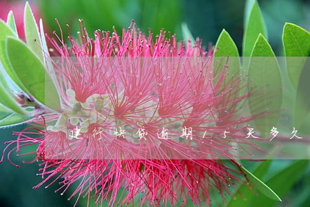 建行快贷逾期15天多久会出额度