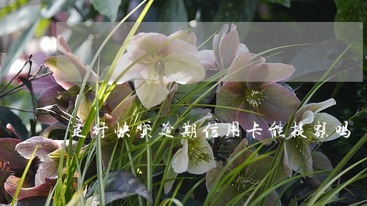 建行快贷逾期信用卡能提额吗