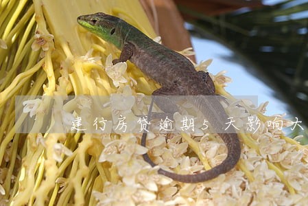建行房贷逾期5天影响大吗 建行房贷逾期5天影响大吗