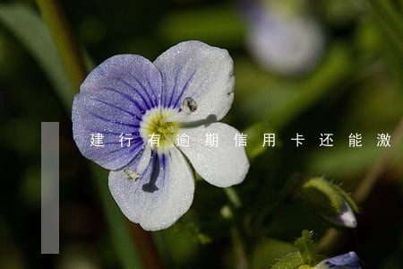 建行有逾期信用卡还能激活么 建行有逾期信用卡还能激活么