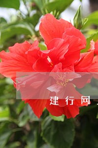 建行网上贷款逾期2年了 建行网上贷款逾期2年了