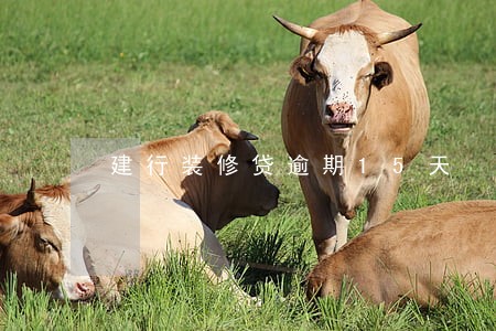 建行装修贷逾期15天 建行装修贷逾期15天