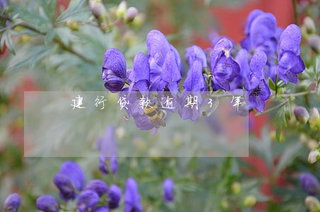 建行贷款逾期3年 建行贷款逾期3年