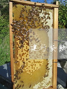 建行贷款逾期会催收么 建行贷款逾期会催收么