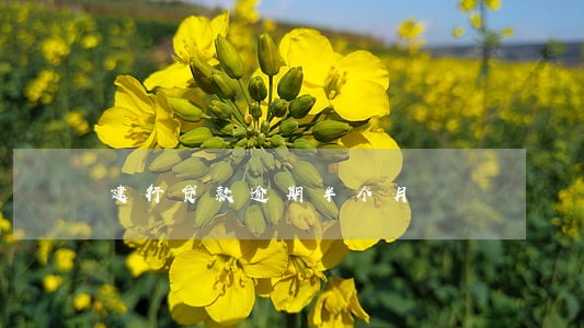 建行贷款逾期半个月 建行贷款逾期半个月