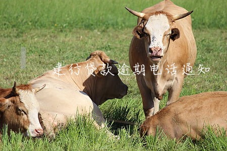 建行贷款逾期电话通知 建行贷款逾期电话通知