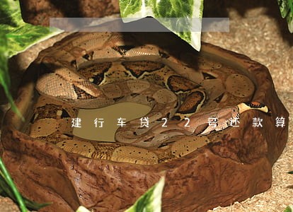 建行车贷22号还款算逾期吗