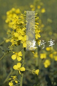 建行车贷逾期5个月 建行车贷逾期5个月